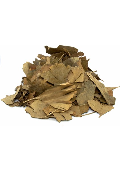 Ginkgo Biloba Mabet Ağacı 50 Gr.