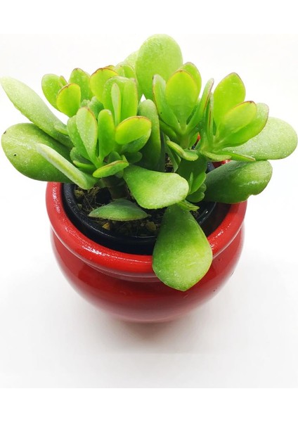 Crassula Ovata, Şans Para Ağacı, Seramik Saksıda