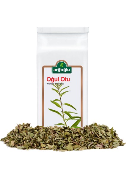 Oğul Otu 50 gr fiyatları