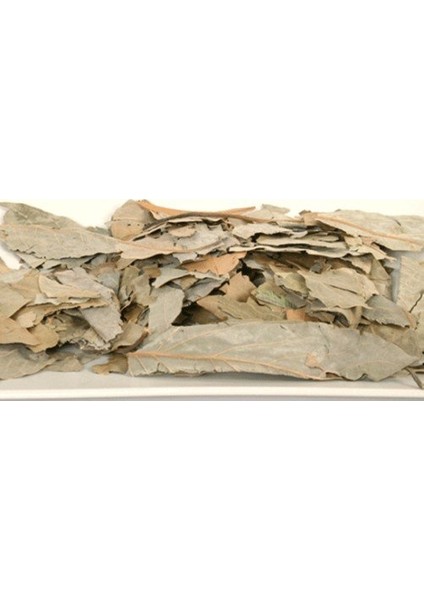 Avakado Yaprağı 100 gr