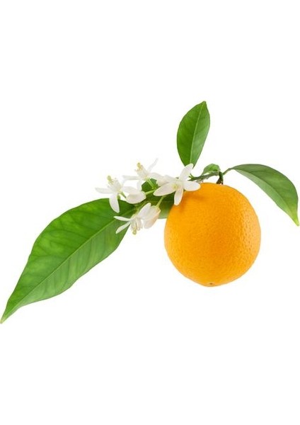 Neroli Portakal Ağacı Yağı Saf Ve Organik 2 Ml