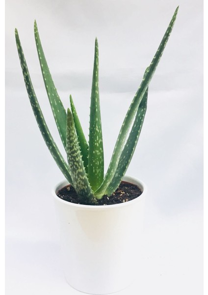 Seramik Saksıda Topraklı Aloe Vera Çiçeği 40 Cm Aloevera Bitkisi