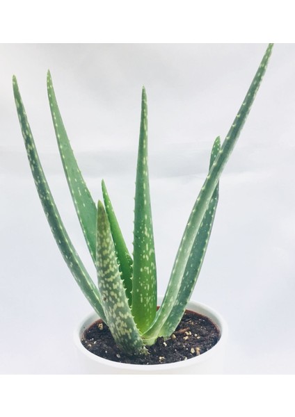 Seramik Saksıda Topraklı Aloe Vera Çiçeği 40 Cm Aloevera Bitkisi fiyatları
