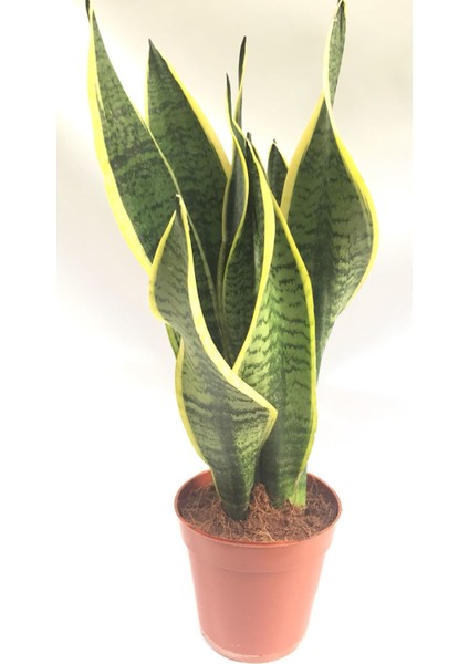 Cicekal Peygamber Kılıcı / Paşa Kılıcı Çiçeği 50CM