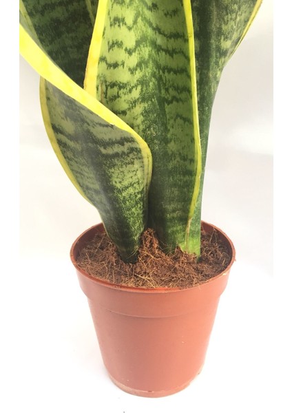 Cicekal Peygamber Kılıcı / Paşa Kılıcı Çiçeği 50CM fiyatları