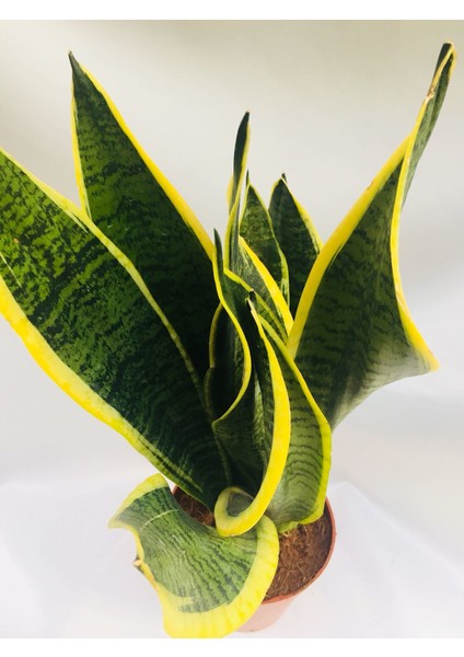 Cicekal Peygamber Kılıcı / Paşa Kılıcı Çiçeği 50CM modelleri