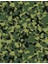 Nature Army Digital Camo Bandana 2