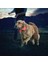 NiteDawg LED Dog Collar-LG-Red LED Işıklı Köpek Tasması 4