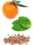 Mınd Clear Roller Ball 10 Ml 3