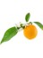 Neroli Portakal Ağacı Yağı Saf Ve Organik 2 Ml 2