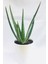 Seramik Saksıda Topraklı Aloe Vera Çiçeği 40 Cm Aloevera Bitkisi 1