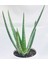 Seramik Saksıda Topraklı Aloe Vera Çiçeği 40 Cm Aloevera Bitkisi 2