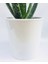 Seramik Saksıda Topraklı Aloe Vera Çiçeği 40 Cm Aloevera Bitkisi 3