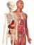 İlk Keşiflerim - İnsan Anatomisi 2