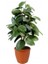 Karadeniz Fidancılık Kauçuk Çiçeği / Ficus Çiçeği 60x120 cm 1