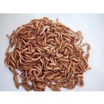 Turkuaz Unkurdu 50 gr