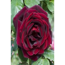 Sarı Tarım 3 Adet Gül Fidanı Kadife Kırmızı Açık Kök Kokuku Yediveren