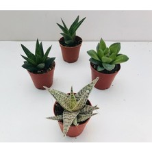 Egzotik Bahçe Egzotikbahçe 4'lü Sukulent Haworthia Set - Özel Renkli Sukulent Çeşitleri