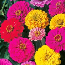 Sunagri Tohumculuk Sunagri Zinnia Çiçek Tohumu