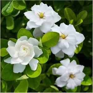 Gardenya