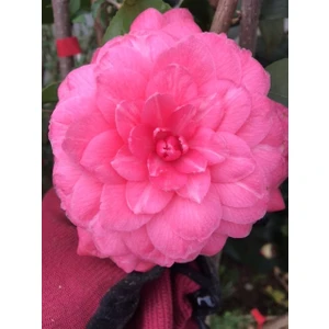 Pembe Kamelya30-45 cm