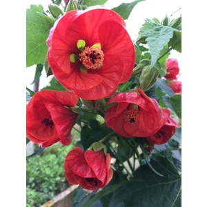 Japon Gülü (Hibiscus)