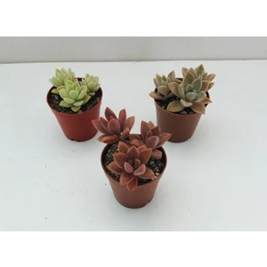 Egzotik Bahçe Egzotikbahçe 3'lü Sukulent Set - Yavrulu Sukulentler 5,5cm Çapında