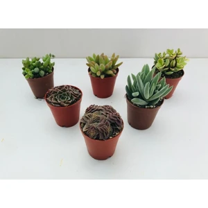 Egzotik Bahçe Egzotikbahçe 6'lı Sukulent Set - Özel Renkli Çeşitler