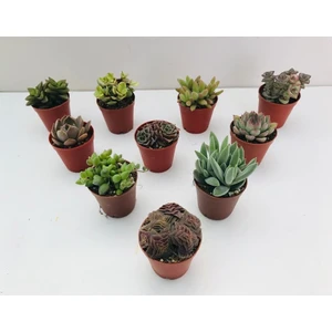 Egzotik Bahçe Egzotikbahçe 10'lu Özel Sukulent Set - Renkli Sukulentler