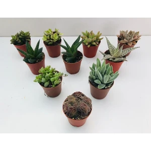 Egzotik Bahçe Egzotikbahçe 10'lu Özel Sukulent Set -3 Adet Haworthia + 7 Adet Sukulent