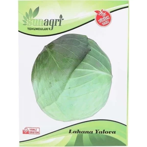 Yalova Lahana Tohumu