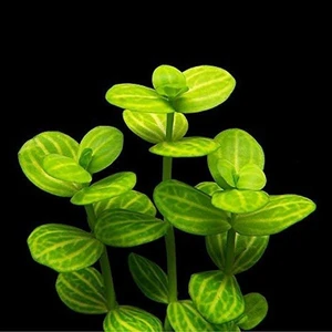 İthal Bitki Lindernia Rotundifolia Saksı Canlı Bitki