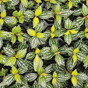 İthal Bitki Pilea Cadierei Nana Saksı Canlı Bitki