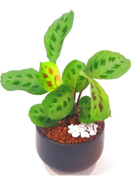 Maranta Tricolor Dua Çiçeği