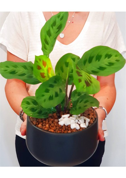Maranta Tricolor Dua Çiçeği