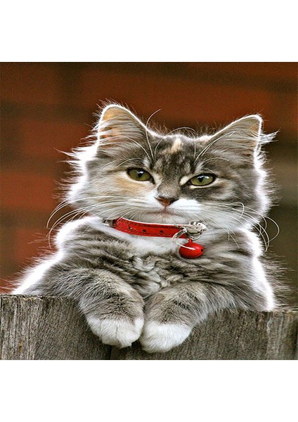 Kedi Desenli Halı Kedili Halı Dijital Baskı Yıkanabilir Kaymaz Taban Çocuk Odası Halısı fiyatları