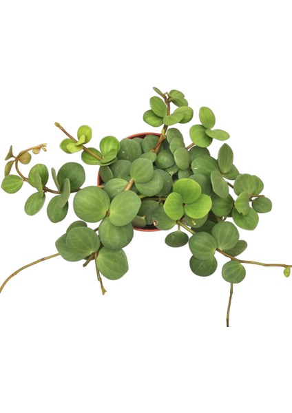 Peperomia Tetraphylla 'Hope' (Umut Sarmaşığı) fiyatları