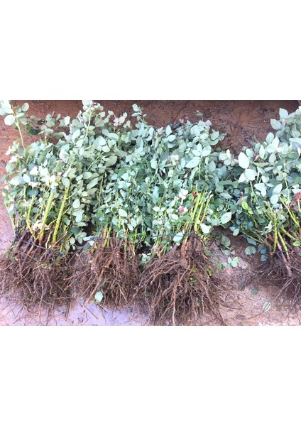 3 Adet Gül Fidanı Mor Açık Kök Kokuku Yediveren fiyatları