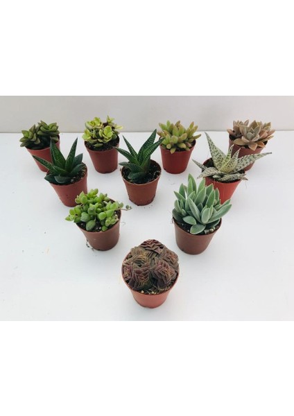 Egzotikbahçe 10'lu Özel Sukulent Set -3 Adet Haworthia + 7 Adet Sukulent