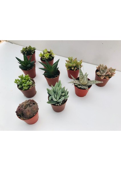 Egzotikbahçe 10'lu Özel Sukulent Set -3 Adet Haworthia + 7 Adet Sukulent