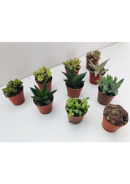 Egzotikbahçe 10'lu Özel Sukulent Set -3 Adet Haworthia + 7 Adet Sukulent