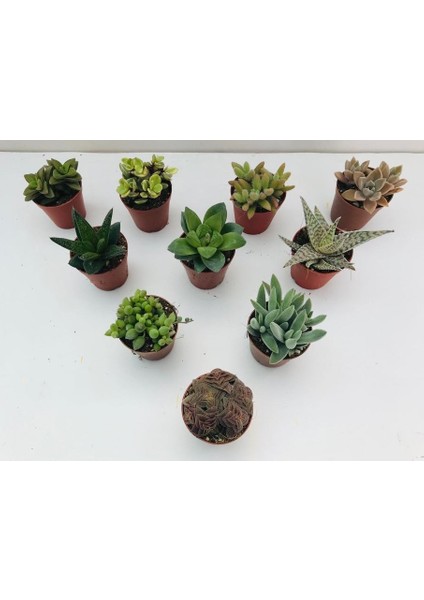 Egzotikbahçe 10'lu Özel Sukulent Set -3 Adet Haworthia + 7 Adet Sukulent