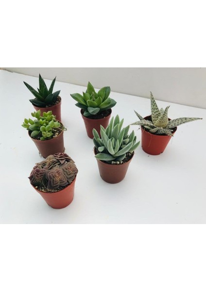 Egzotikbahçe 6'lı Sukulent Set - Özel Renkli Çeşitler - 3+3 Haworthia + Sukulent