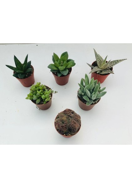 Egzotikbahçe 6'lı Sukulent Set - Özel Renkli Çeşitler - 3+3 Haworthia + Sukulent