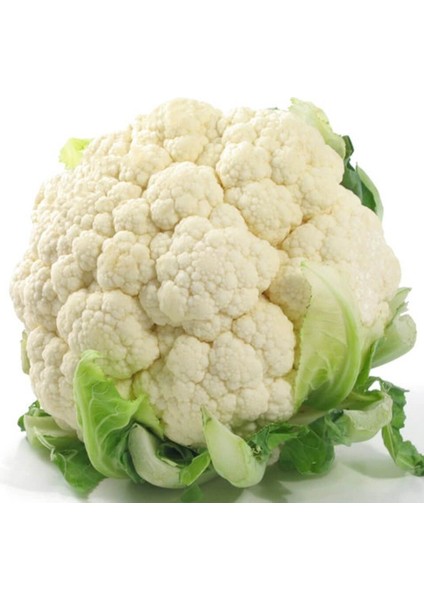 Karnabahar Tohumu modelleri