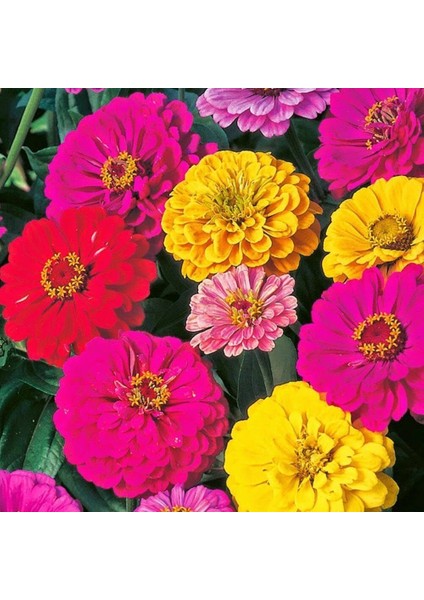 Sunagri Zinnia Çiçek Tohumu modelleri