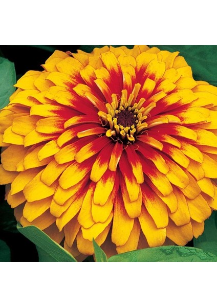 Sunagri Zinnia Çiçek Tohumu fırsatları