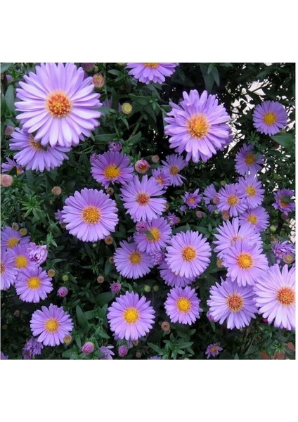 Sunagri Aster Süs Çiçek Tohumu modelleri
