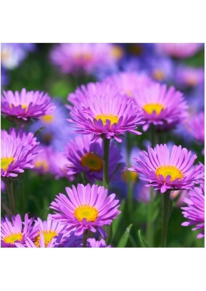 Sunagri Aster Süs Çiçek Tohumu fırsatları