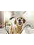 Dogshower Köpek El Duşu 150 3 Jet Beyaz 26640700 7